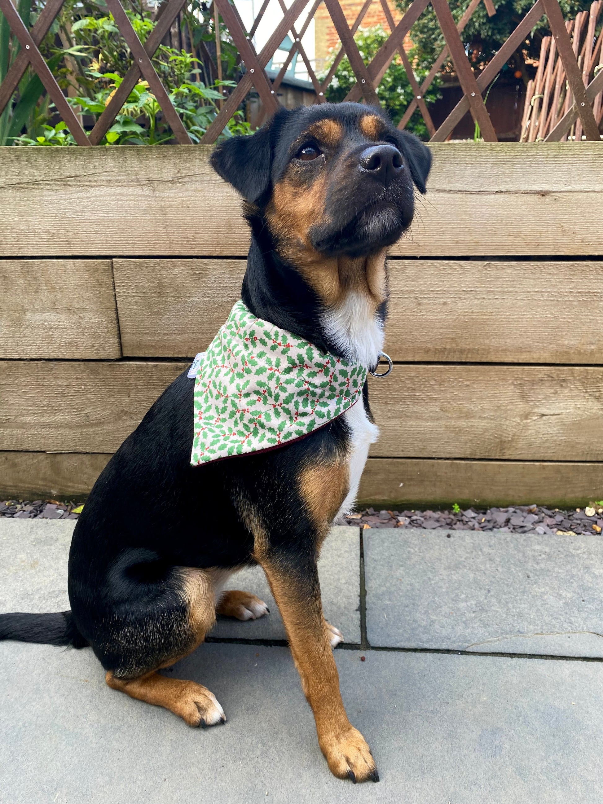 Holly and Ivy Dog Bandana Dog Bandanas - PicklesPaw